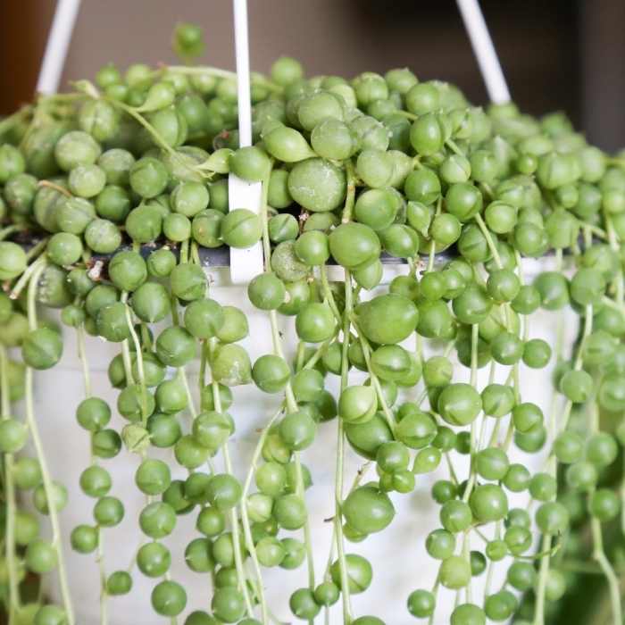 Крестовник роули