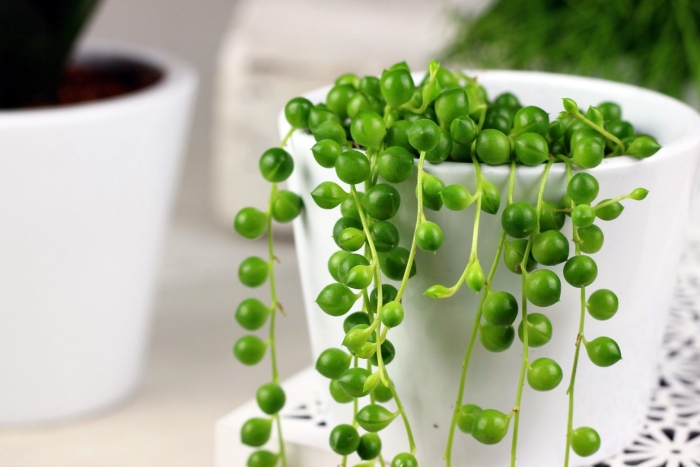 Крестовник роули