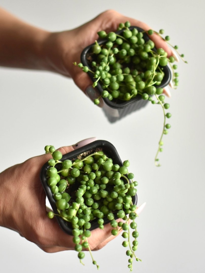 Крестовник роули