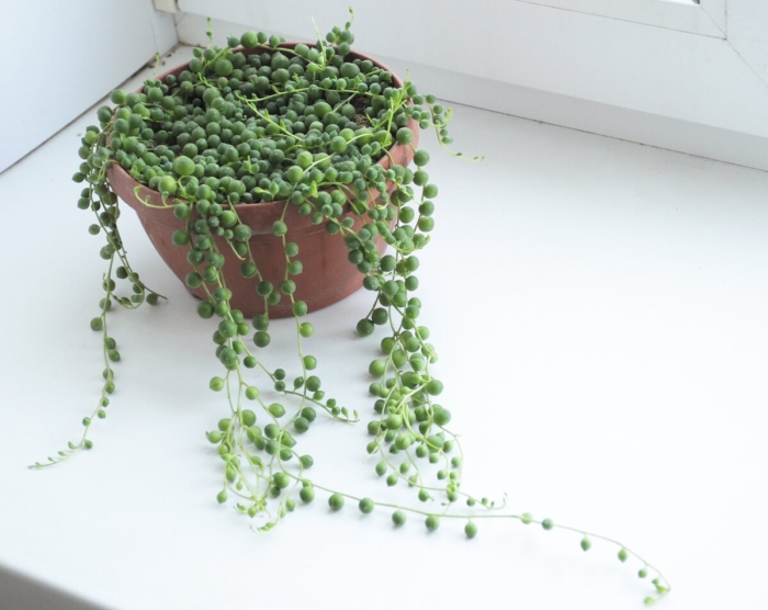 Крестовник роули