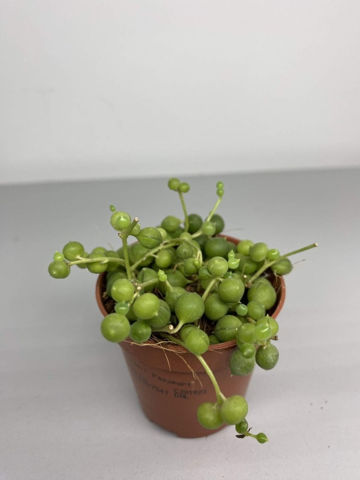 Сенецио роули