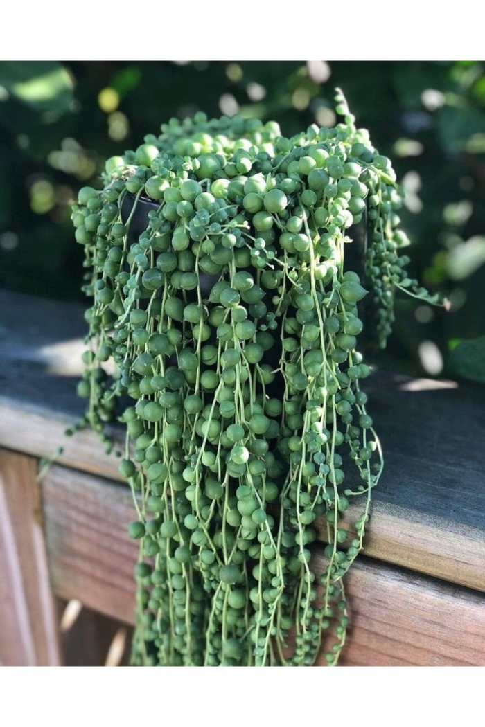 Роули крестовник