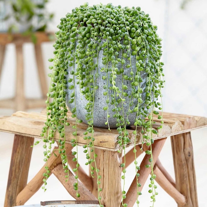 Крестовник роули