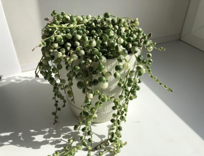 Крестовник роули