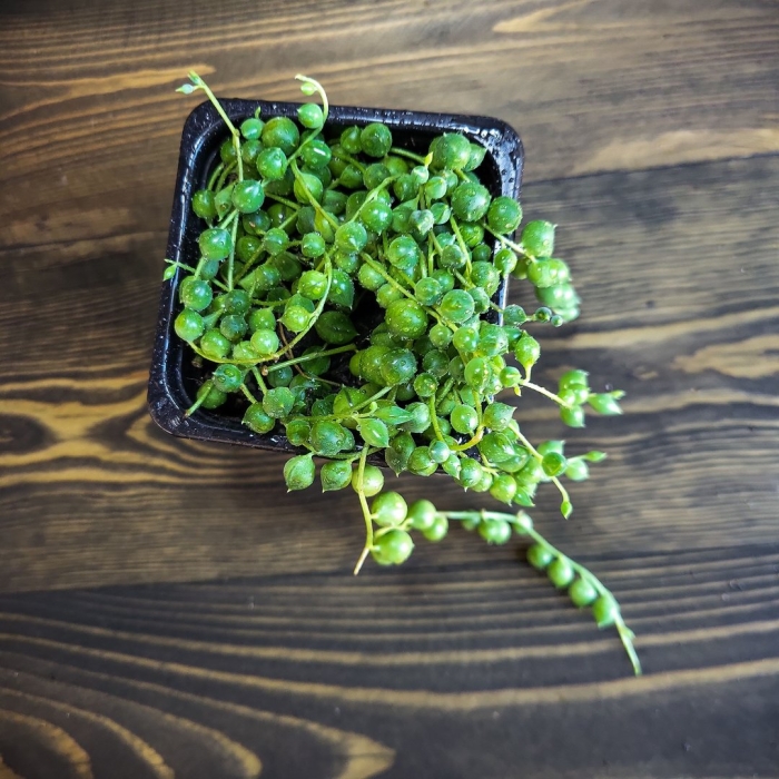 Крестовник роули