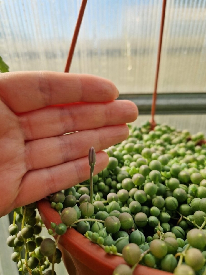 Крестовник роули