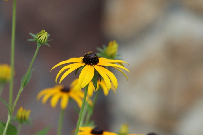 Рудбекия волосистая мармелад