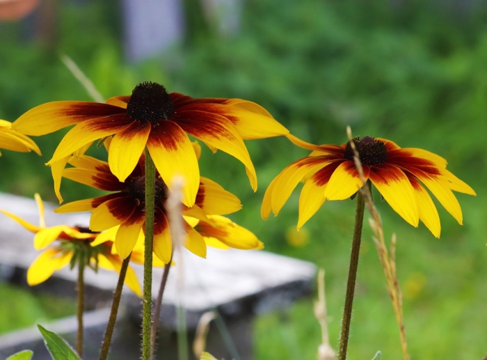 Рудбекия глянцевитая