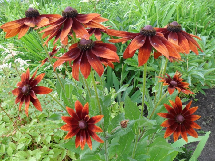 Рудбекия морено