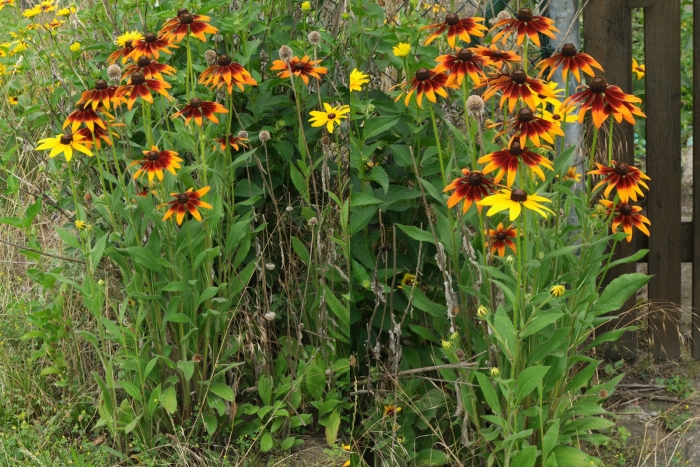 Рудбекия волосистая блэкайдсюзан