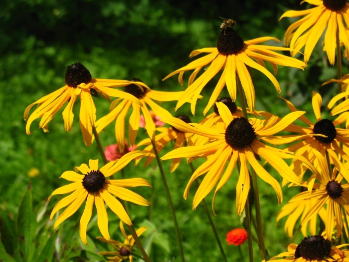 Рудбекия растение