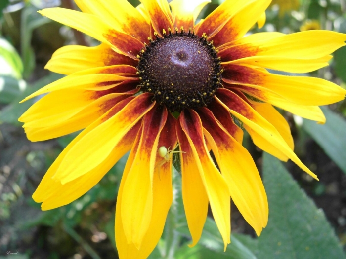 Рудбекия черри бренди