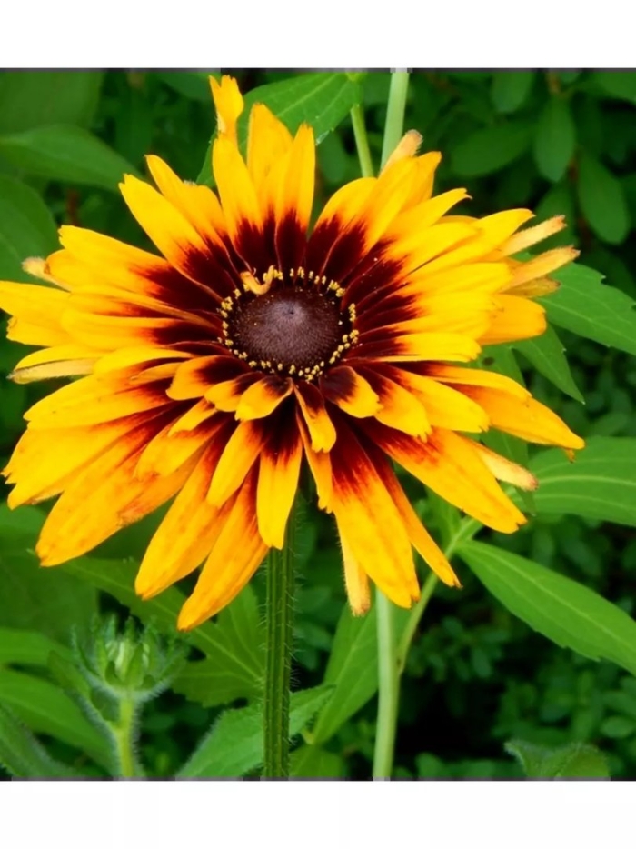 Рудбекия цветок