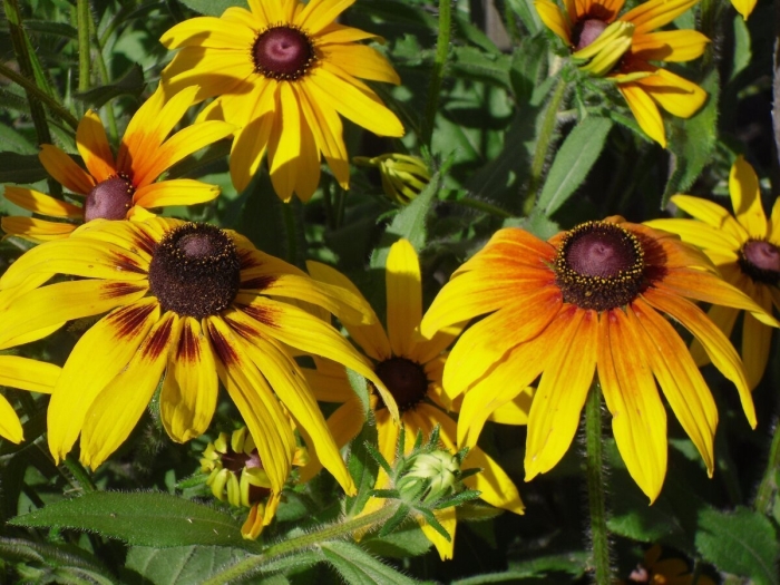 Рудбекия глориоза дейзи