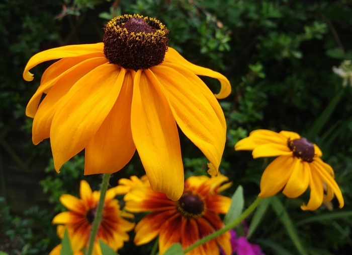 Рудбекия тото голд