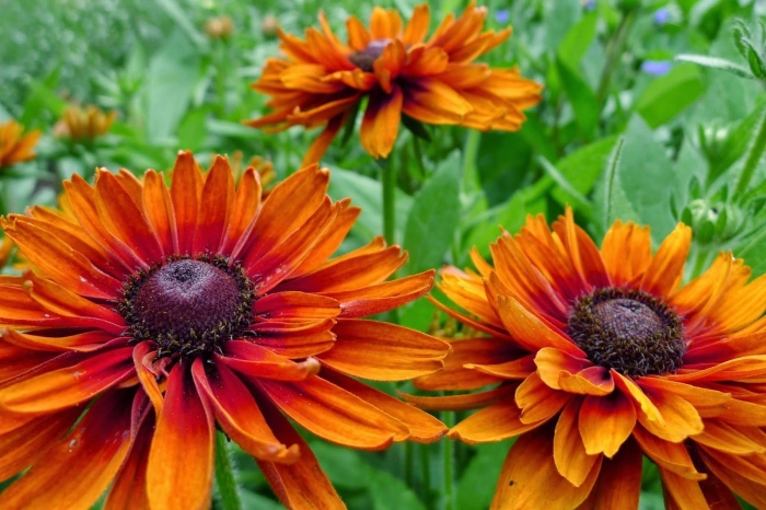 Рудбекия чероки сансет