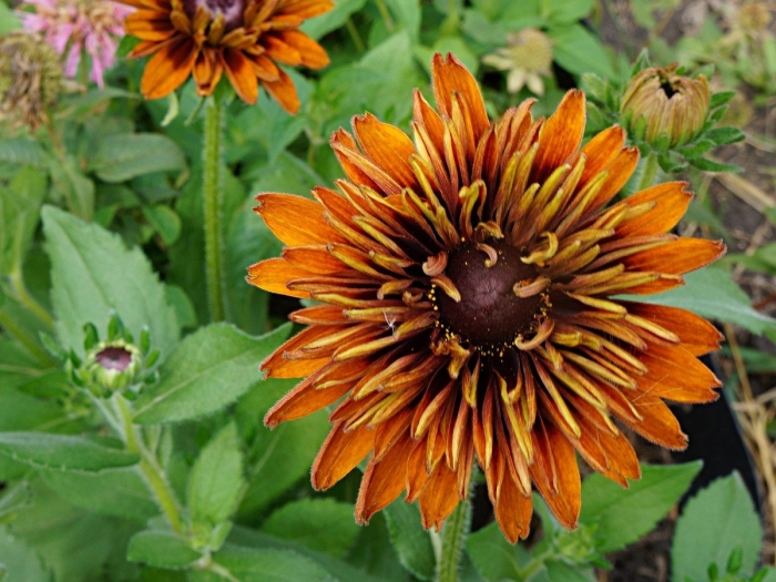 Рудбекия чероки сансет