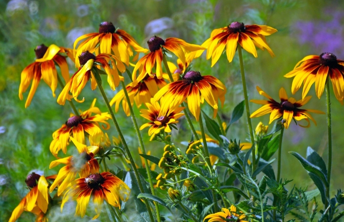 Рудбекия волосистая морено