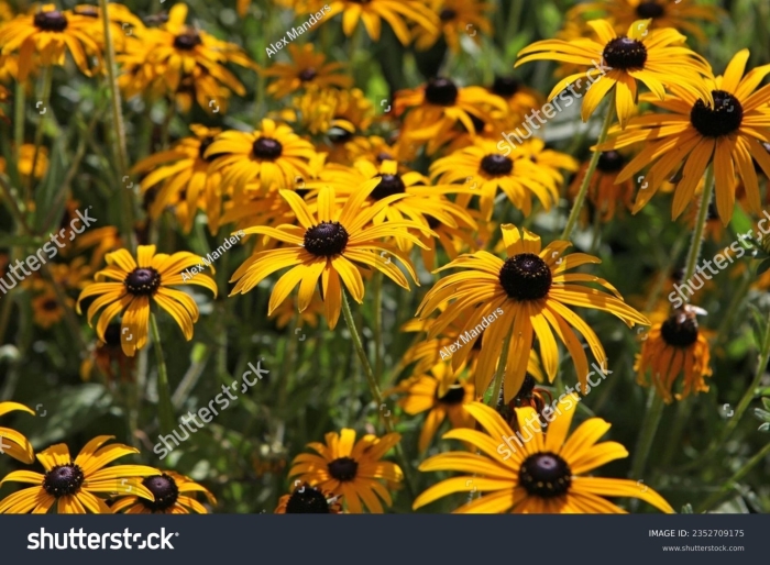 Black eyed susan
