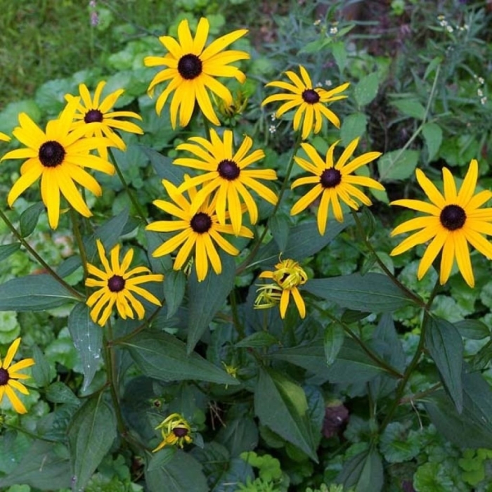 Рудбекия goldsturm