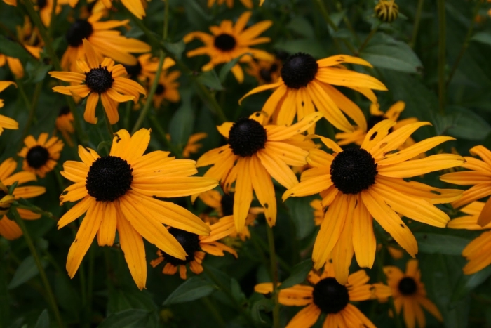 Рудбекия растение