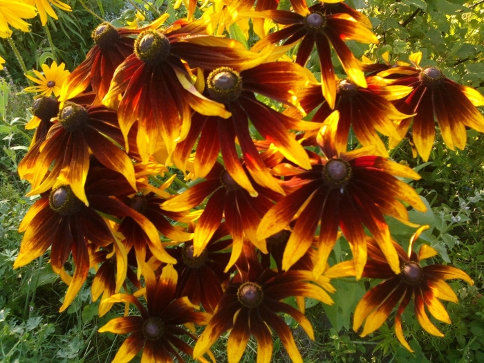 Рудбекия блестящая гольдштурм