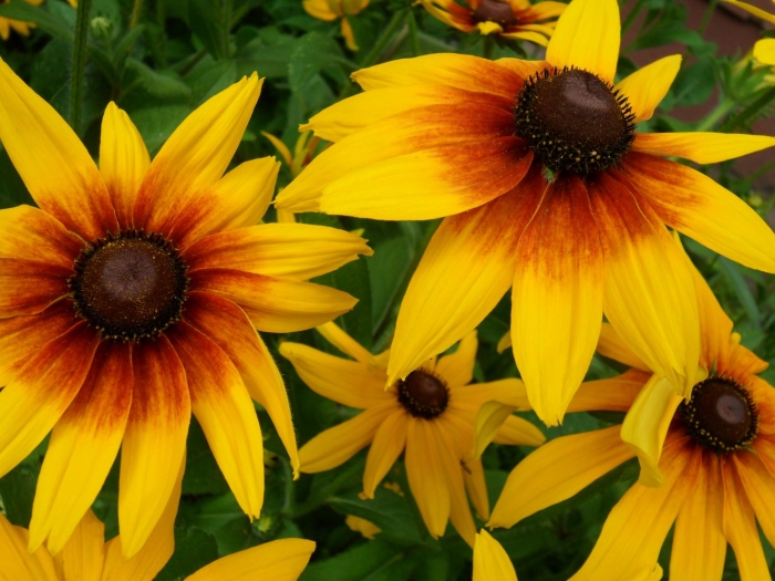 Цветок рудбекия