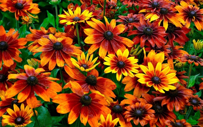 Рудбекия осенние краски выращивание из семян