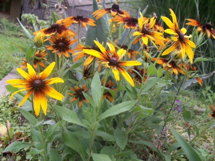 Рудбекия эхинацея