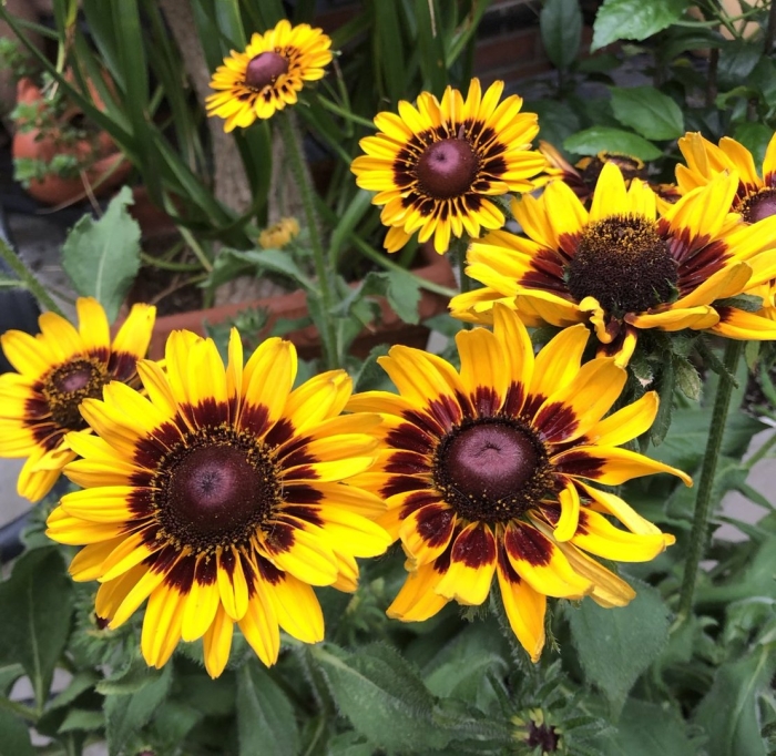 Рудбекия хирта май джой