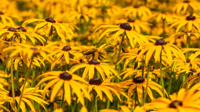 Рудбекия гигантская rudbeckia maxima