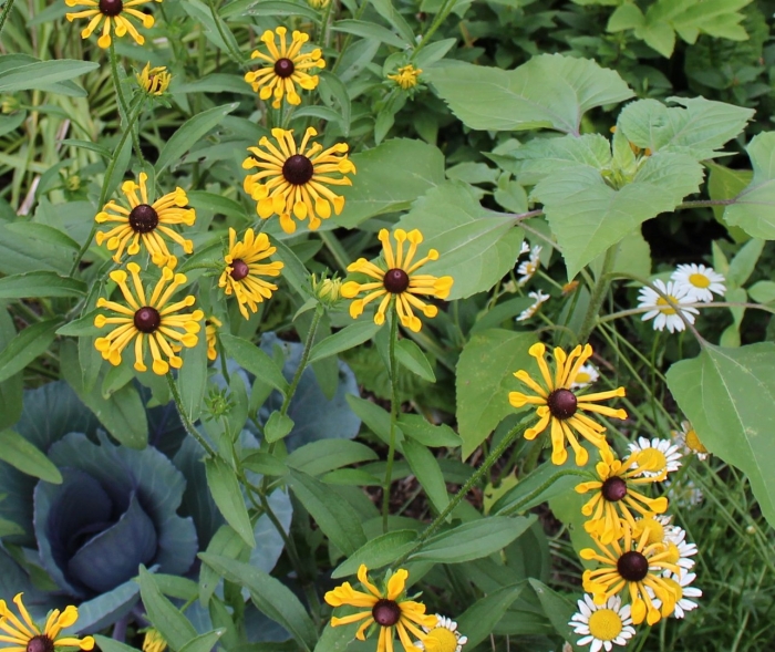 Рудбекия махровая многолетняя