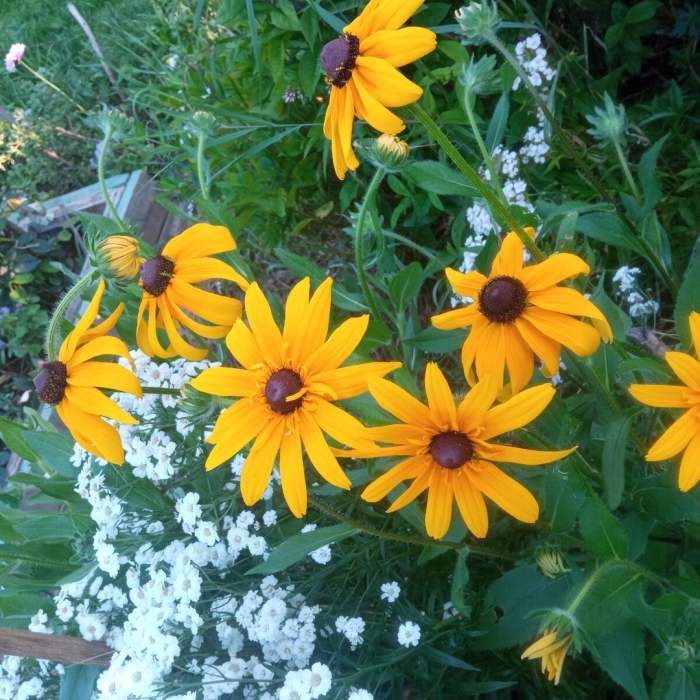 Рудбекия цветок многолетний