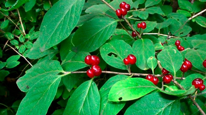 Жимолость лесная ядовитая