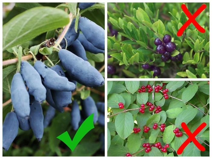 Жимолость съедобная куст