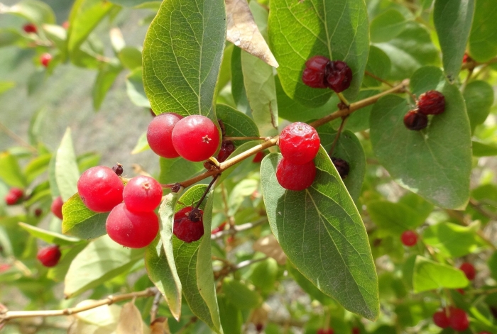 Lonicera tatarica жимолость татарская