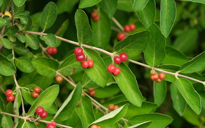 Жимолость волчья ягода несъедобная