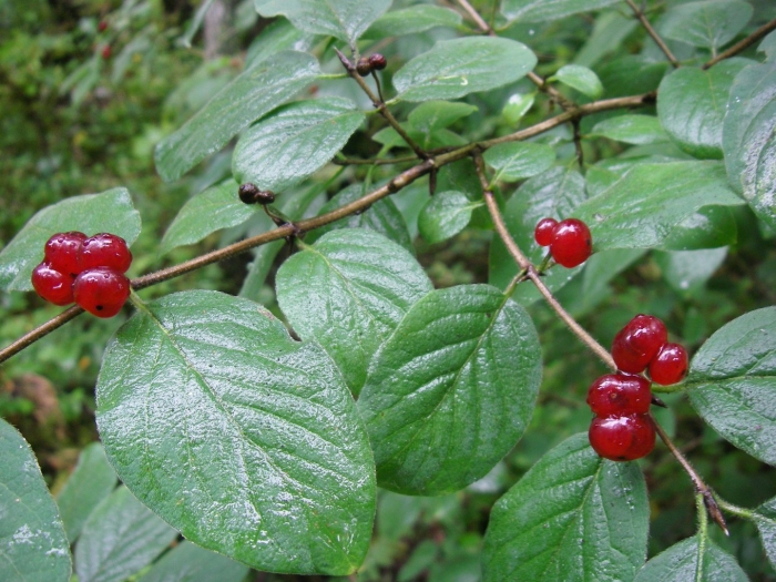 Лесная обыкновенная волчья ягода жимолость