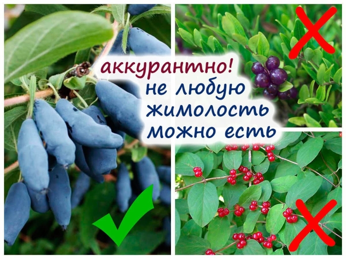 Жимолость ягода