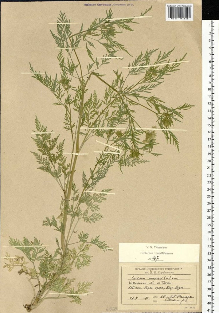 Полынь однолетняя artemisia annua