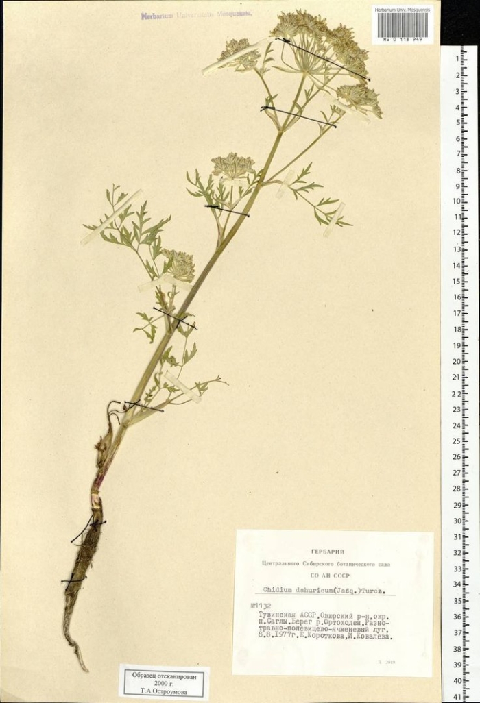 Жгун-корень лекарственный