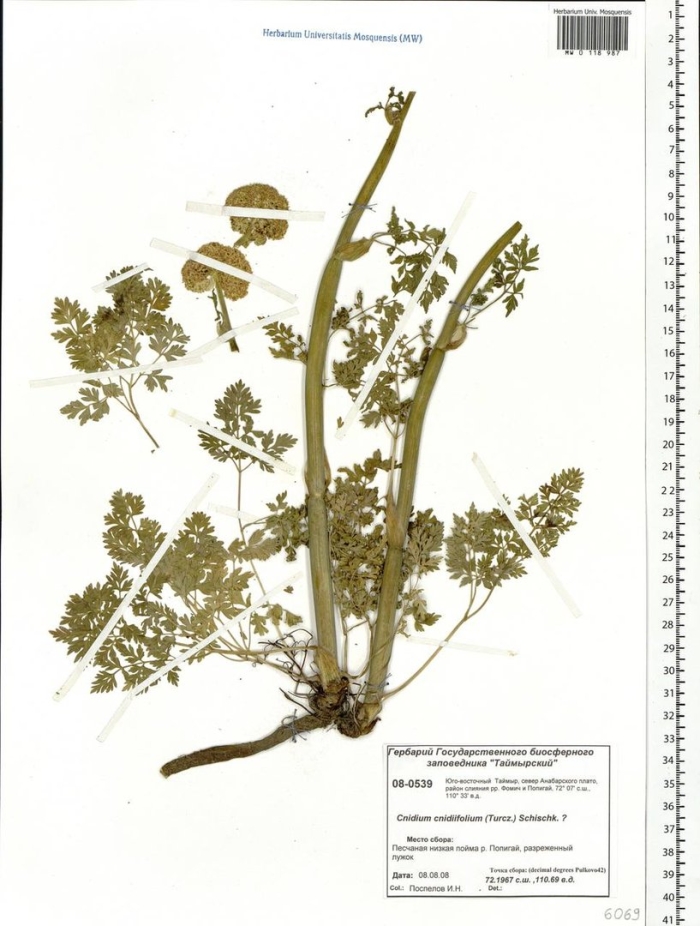 Жгун-корень моннье