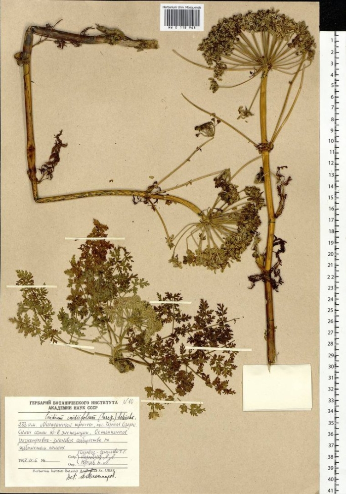 Борщевик сосновского гербарий