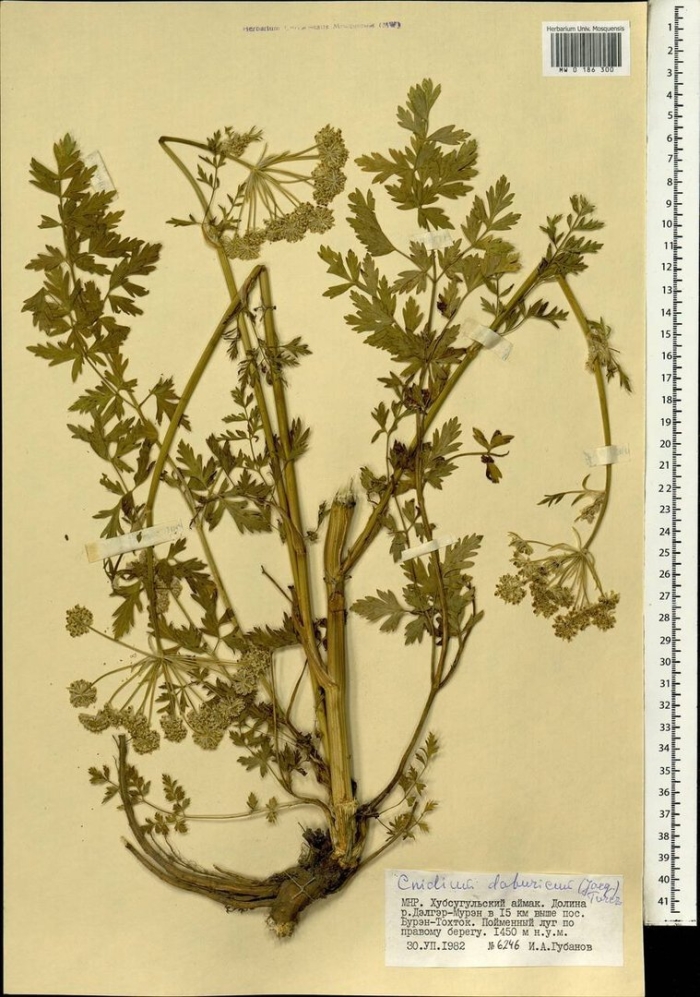 Pleurospermum uralense