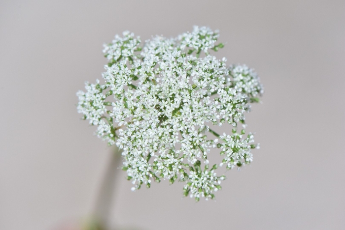Морковь дикая (daucus carota)