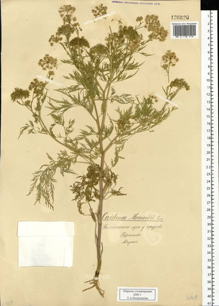 Жабрица порезниковая плод