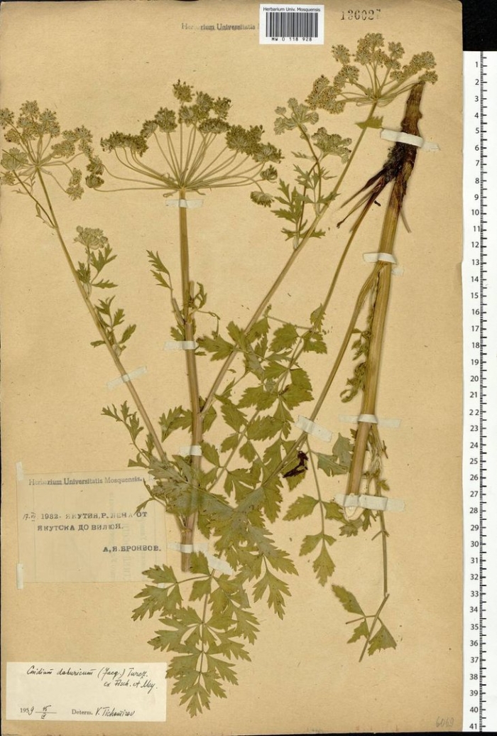 Жабрица порезниковая