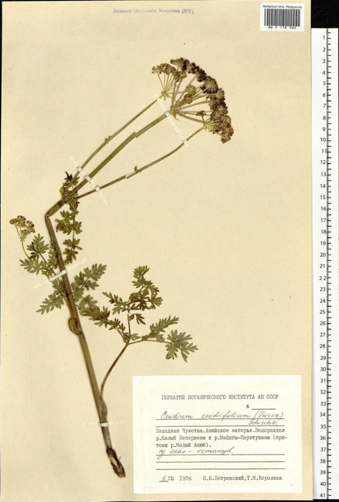 Cnidium cnidiifolium