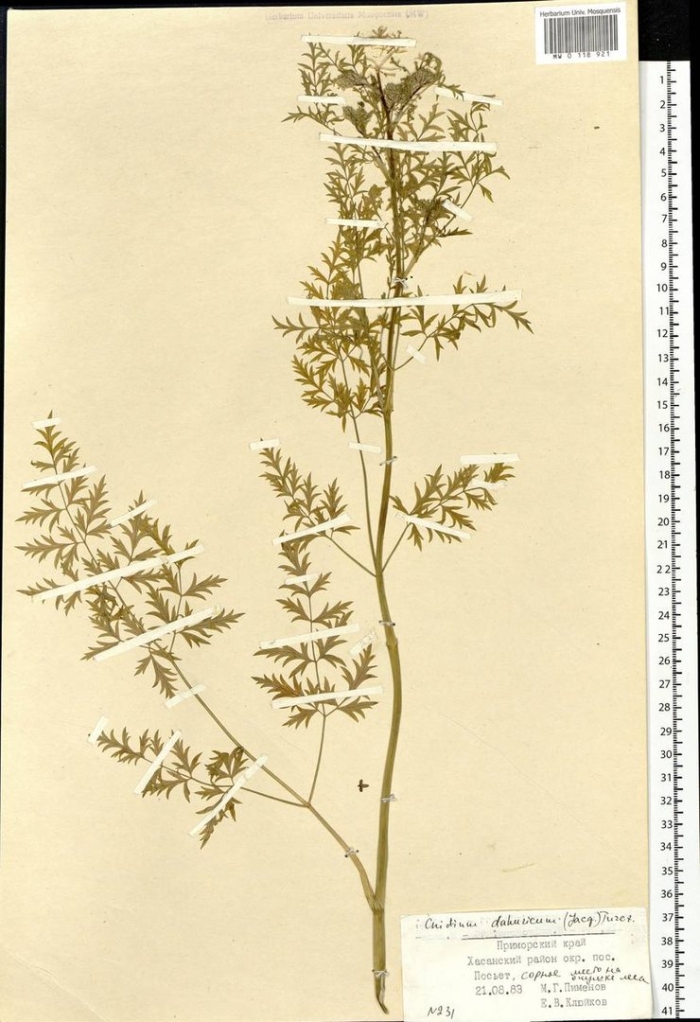 Полынь обыкновенная artemisia annua