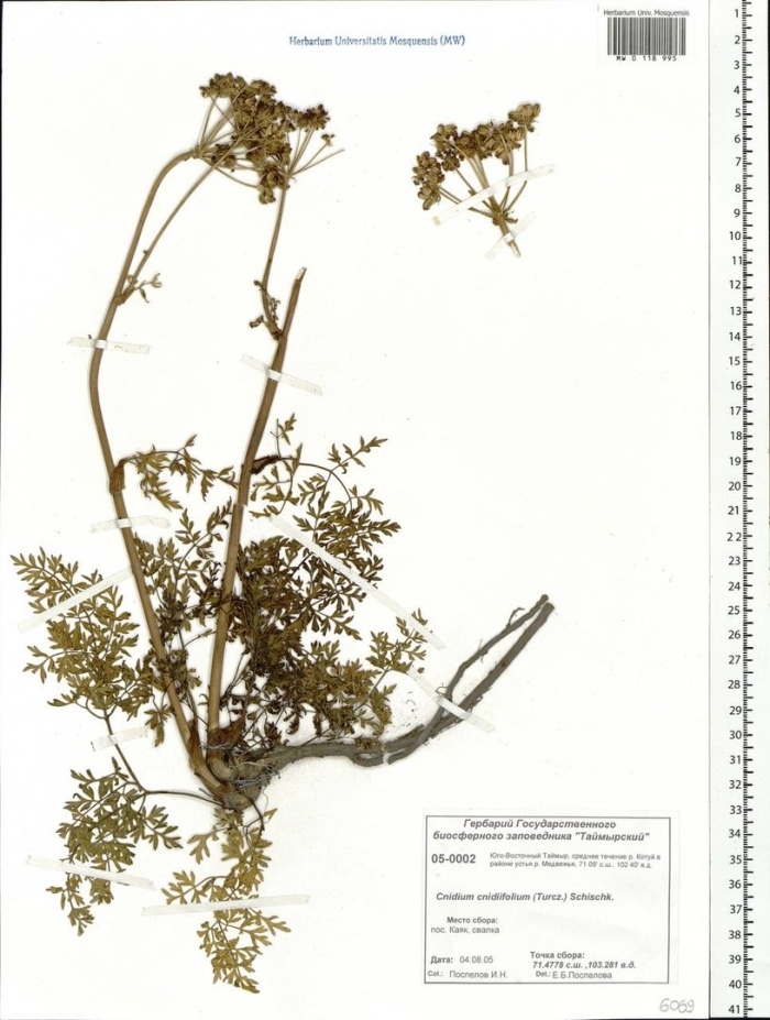 Selinum carvifolia